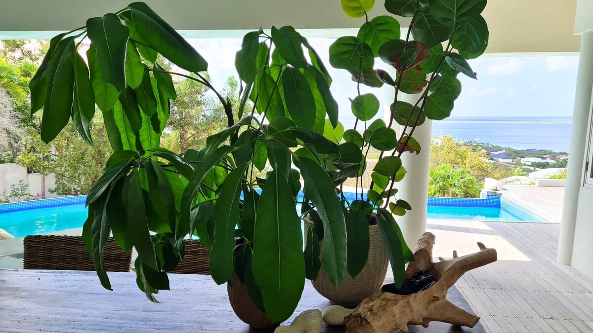 18 Terrace, Kralendijk, Caribbean Netherlands